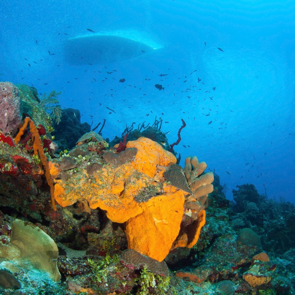 Boat Diving 6